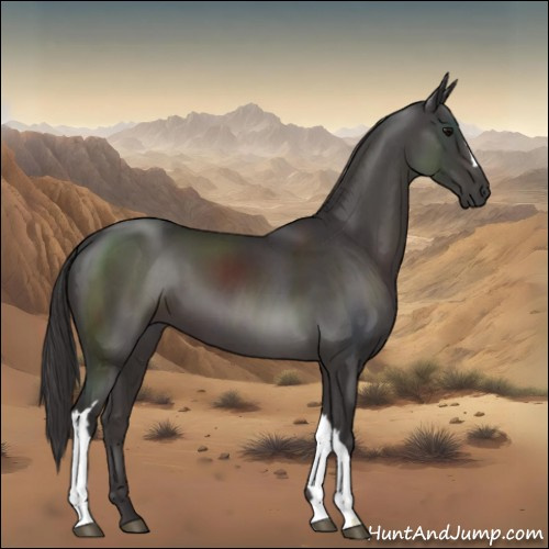 Horse Color:Smoky Black 