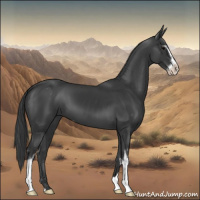 Horse Color:Black Sabino 