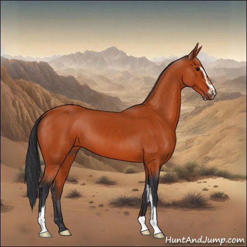 Horse Color:Bay Sabino 