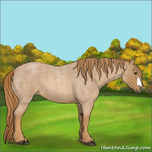 Horse Color:Red Roan 