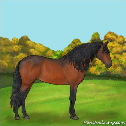 Horse Color:Bay 