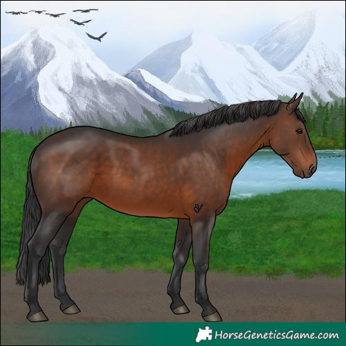 Horse Color:Brown 