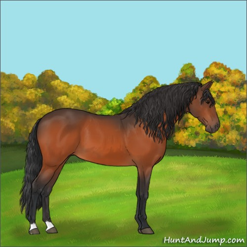 Horse Color:Bay 
