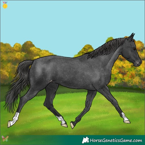 Horse Color:Black Appaloosa 