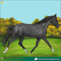 Horse Color:Black Appaloosa 