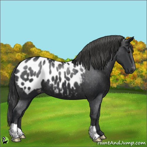 Horse Color:Black Appaloosa