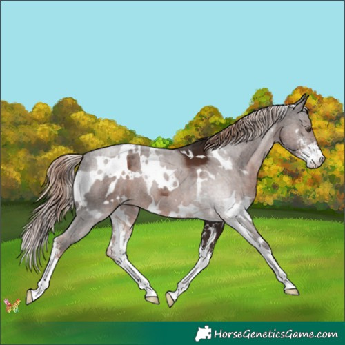 Horse Color:White Spotted Liver Chestnut Sabino 