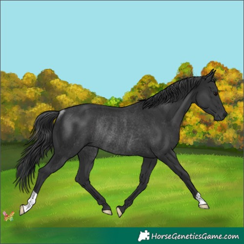 Horse Color:Black Rabicano 