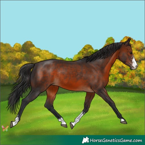 Horse Color:Brown Sabino Rabicano 
