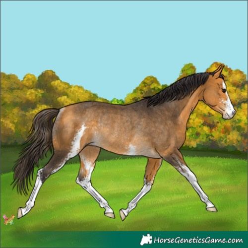 Horse Color:Buckskin Sabino Rabicano 