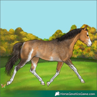 Horse Color:Buckskin Sabino Rabicano 