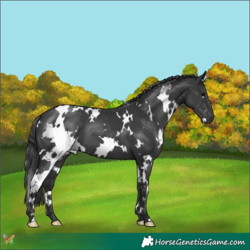 Horse Color:White Spotted Black 
