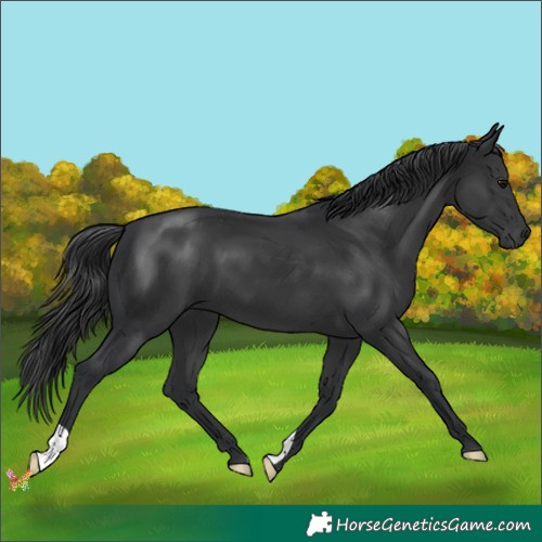 Horse Color:Black 