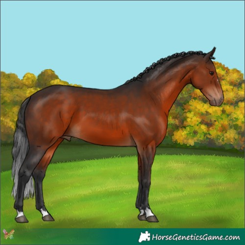 Horse Color:Brown 