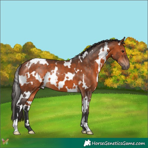Horse Color:White Spotted Bay 