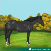 Horse Color:Black 