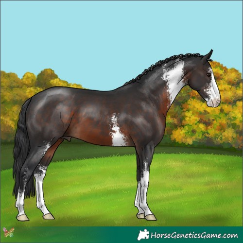 Horse Color:Brown Sabino 