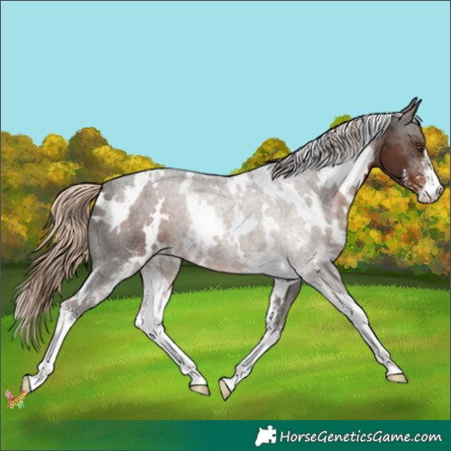 Horse Color:White Spotted Liver Chestnut Sabino 