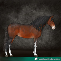 Horse Color:Bay Sabino 