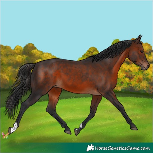 Horse Color:Brown 