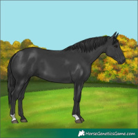 Horse Color:Black 