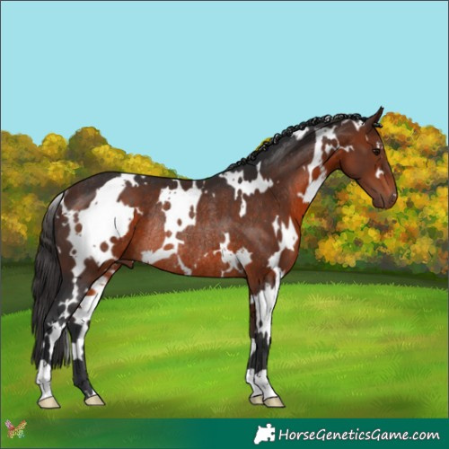Horse Color:White Spotted Bay Rabicano 