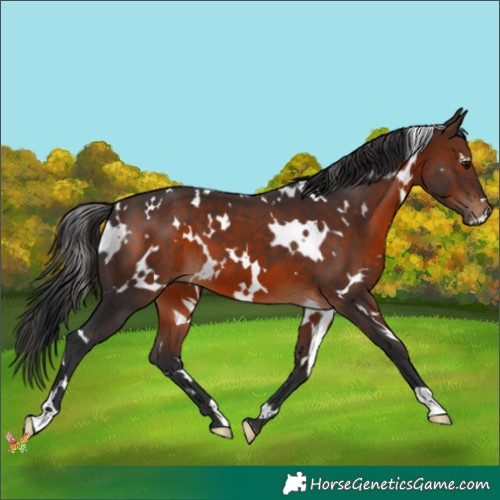 Horse Color:White Spotted Brown 