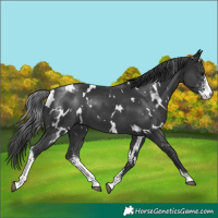 Horse Color:White Spotted Black Sabino