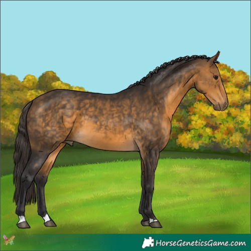 Horse Color:Buckskin 
