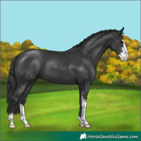 Horse Color:Black Sabino