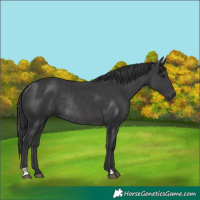 Horse Color:Black Rabicano 