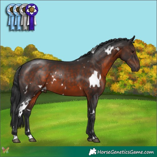 Horse Color:White Spotted Brown 