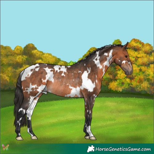 Horse Color:White Spotted Bay Rabicano 