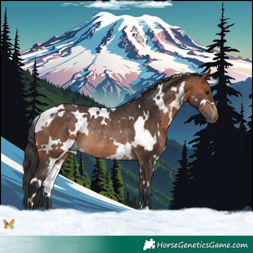 Horse Color:White Spotted Bay Rabicano 
