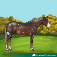 Horse Color:White Spotted Liver Chestnut Sabino