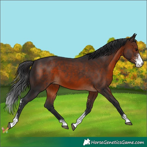 Horse Color:Brown Sabino 