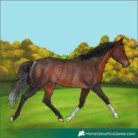 Horse Color:Brown Rabicano 