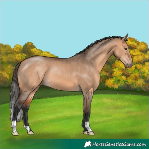 Horse Color:Bay Dun 