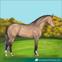 Horse Color:Bay Dun