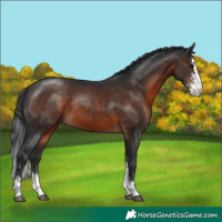 Horse Color:Brown Sabino