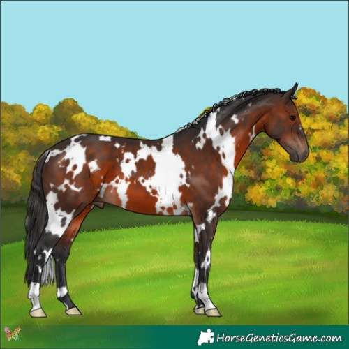 Horse Color:White Spotted Brown 