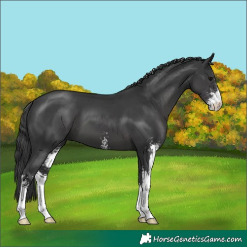 Horse Color:Black Sabino 