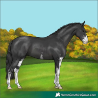 Horse Color:Black Sabino 