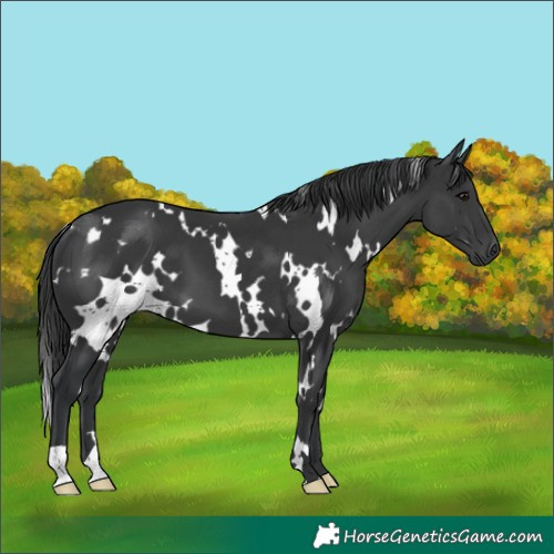 Horse Color:White Spotted Black