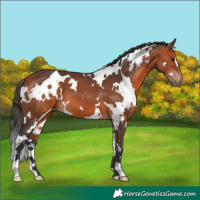 Horse Color:White Spotted Bay 