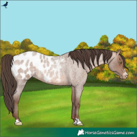 Horse Color:Sable Champagne Roan Blanket Rabicano