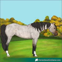 Horse Color:Brown Roan Dun 