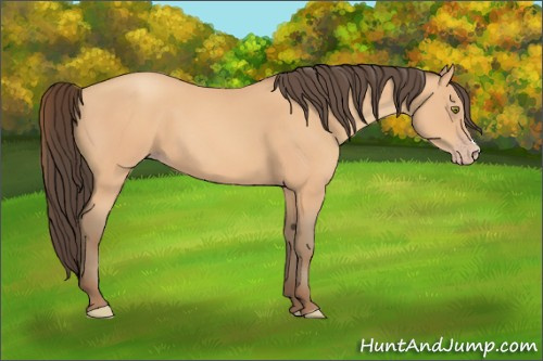 Horse Color:Amber Champagne 