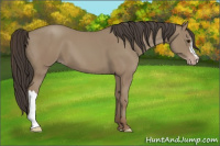 Horse Color:Classic Champagne