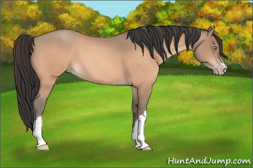 Horse Color:Amber Champagne 